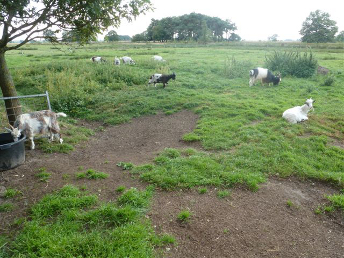 landgeiten