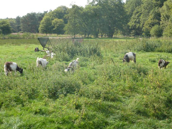 landgeiten
